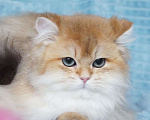Кошки в Владивостоке: Длинношерстный британский котик Мальчик, 40 000 руб. - фото 2