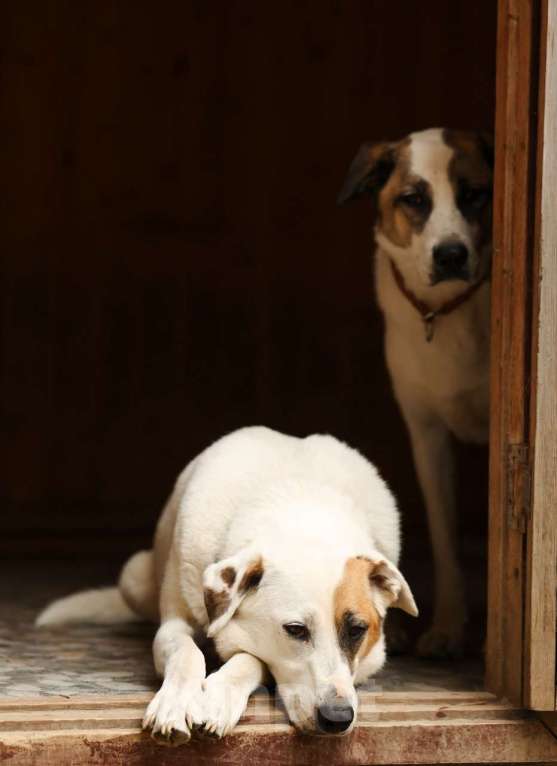 Собаки в Химках: Жучок Мальчик, Бесплатно - фото 5