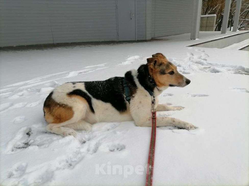 Собаки в Москве: Мальта Девочка, Бесплатно - фото 3