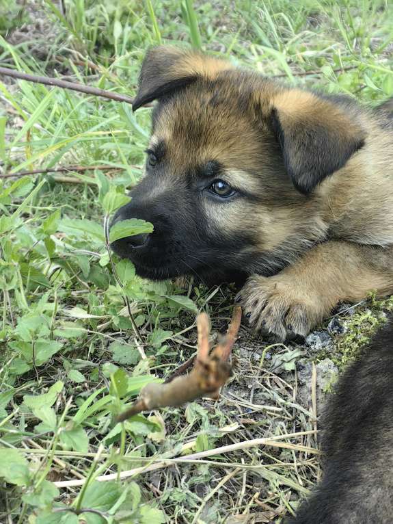 Собаки в Санкт-Петербурге: Щенки немецкой овчарки из питомника "С Путиловой Горы" Девочка, 80 000 руб. - фото 6
