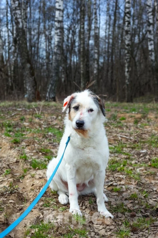 Собаки в Москве: Нежная Стеша в дар Девочка, Бесплатно - фото 2