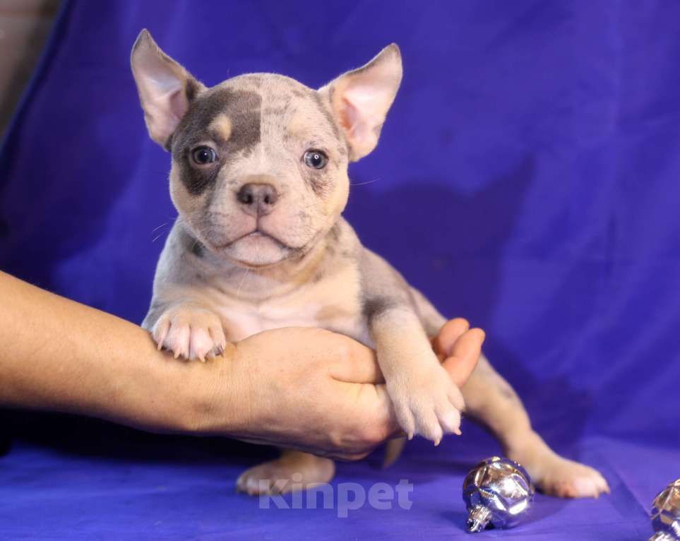 Собаки в Всеволожске: ММ ДАЛМОР ВИНТАЖ Мальчик, Бесплатно - фото 1