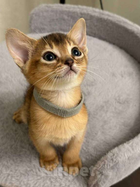 Кошки в Москве: Джина Девочка, 50 000 руб. - фото 3