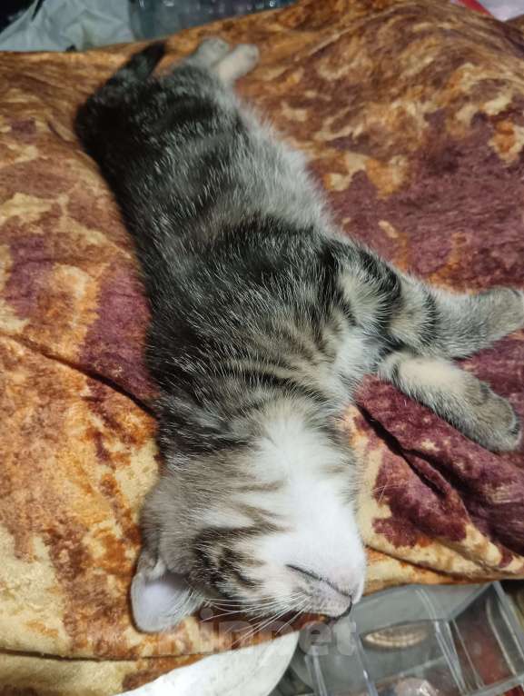 Кошки в Санкт-Петербурге: Котенок Шотландский прямоухий , метис , девочка Девочка, 1 000 руб. - фото 2