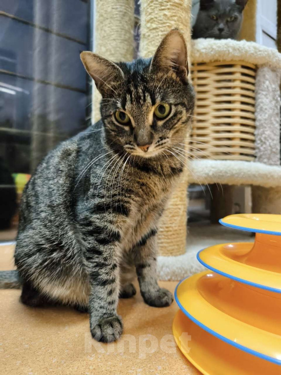 Кошки в Москве: Всегда на втором месте Девочка, Бесплатно - фото 2