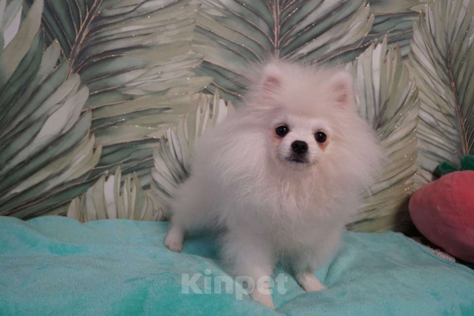 Собаки в Москве: Щенок померанского шпица-белый Мальчик, 25 000 руб. - фото 2