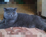Кошки в Черкесске: Вязка. Британский прямоухий опытный кот., 1 000 руб. - фото 1