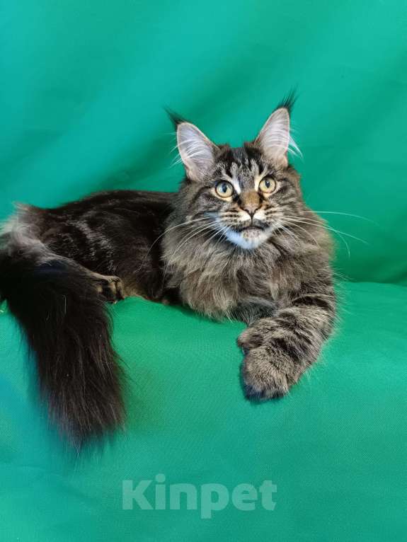 Кошки в других городах Владимирской области: Девочка мейн кун полидакт Девочка, 25 000 руб. - фото 4