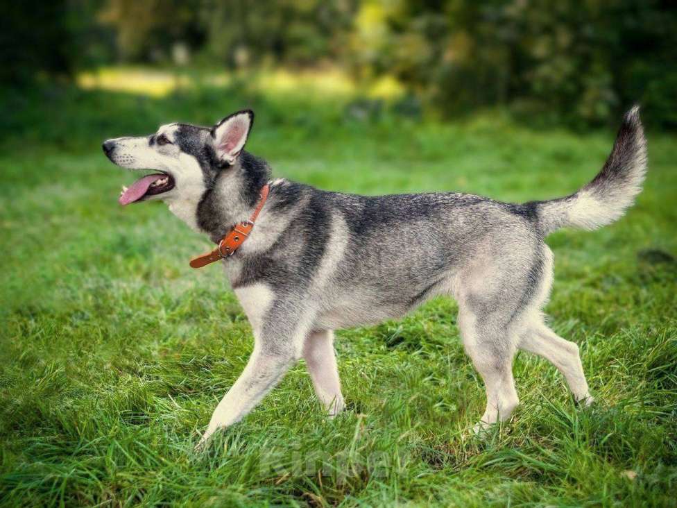 Собаки в Москве: Миниатюрная хаски Таура Девочка, Бесплатно - фото 9