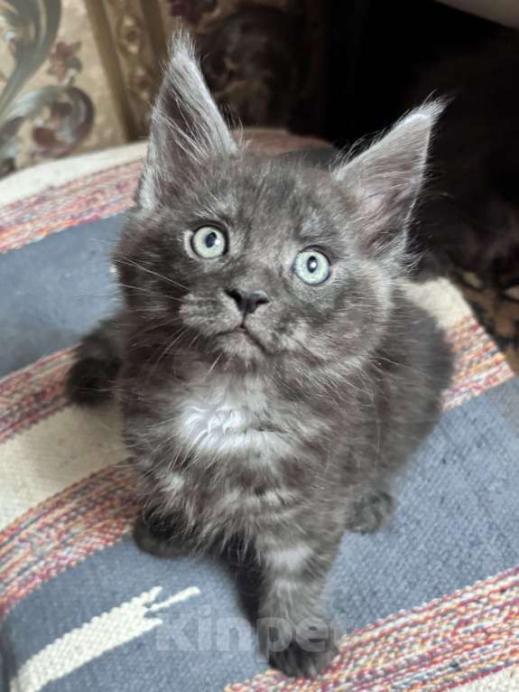 Кошки в Петергофе: Девочки близняшки Девочка, 45 000 руб. - фото 2