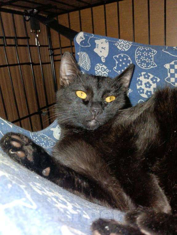 Кошки в Москве: Котенок Бусик Мальчик, Бесплатно - фото 6