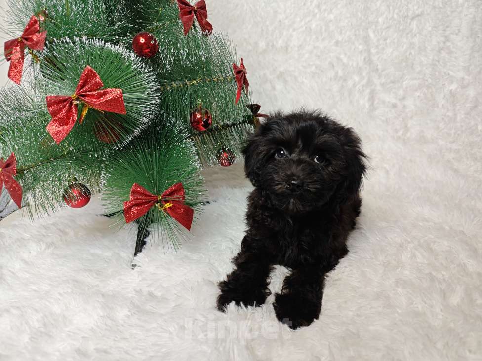 Собаки в Москве: Мальтипу девочка black 🖤 Девочка, 89 000 руб. - фото 3