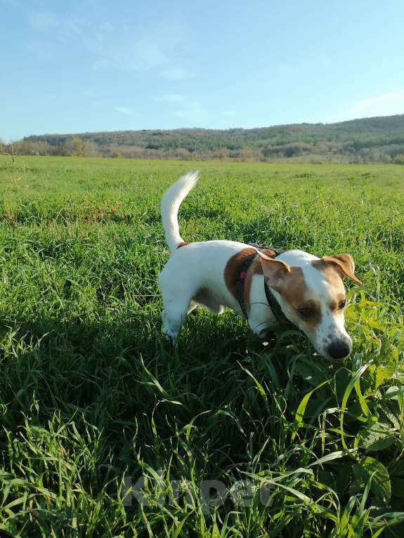 Собаки в Геленджике: Вязка, случка  Мальчик, 5 000 руб. - фото 3