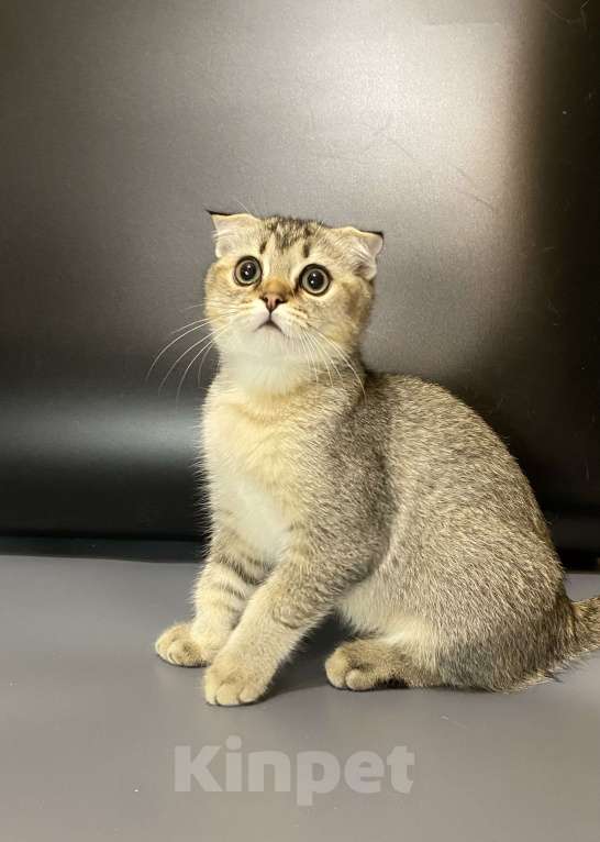 Кошки в Москве: Шотландцы Мальчик, 20 000 руб. - фото 2