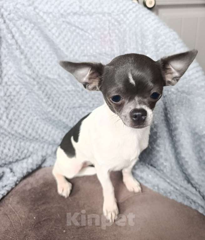 Собаки в Москве: Мини-девочка Девочка, 55 000 руб. - фото 6