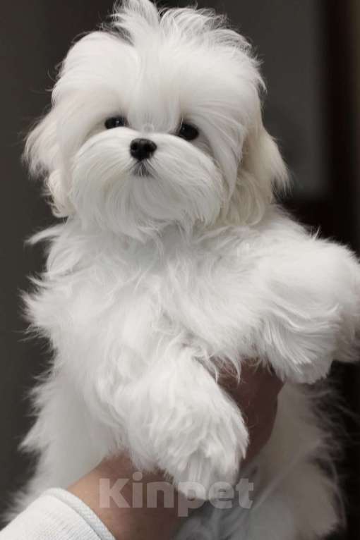 Собаки в Иваново: Мальтезе девочка Девочка, 70 000 руб. - фото 2