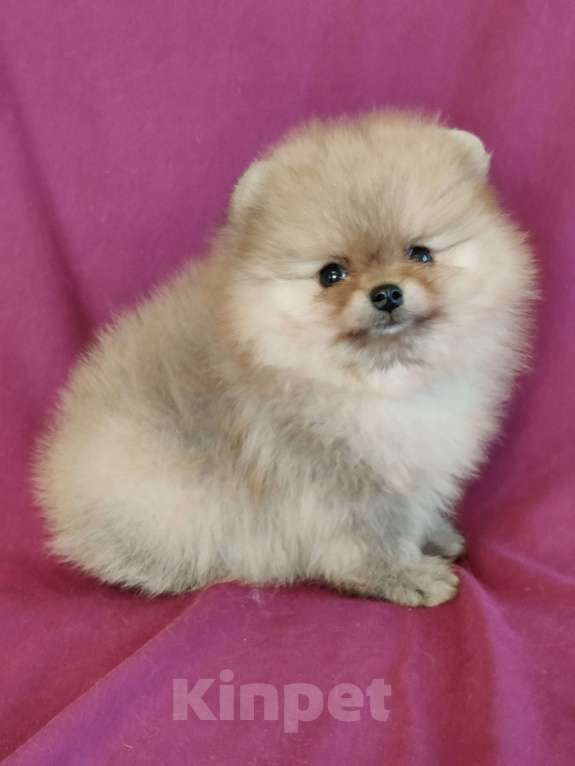 Собаки в Санкт-Петербурге: Шпицуля Мальчик, 35 000 руб. - фото 1