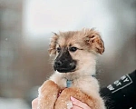 Собаки в Москве: Очаровательные щенки ищут теплые руки Девочка, 10 руб. - фото 2