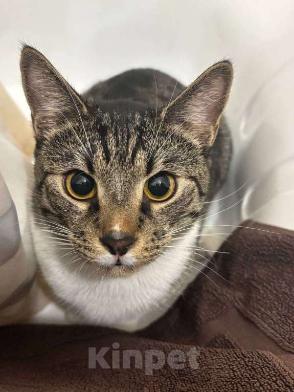 Кошки в Санкт-Петербурге: Отдам кота в добрые руки (1 год) Мальчик, Бесплатно - фото 3