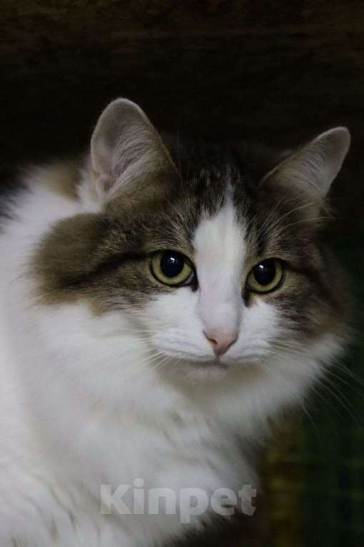 Кошки в Москве: Планета — это кошка с особым шармом Девочка, Бесплатно - фото 2