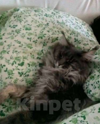 Кошки в Москве: Котята Мейн  кун мальчики  Мальчик, 65 000 руб. - фото 8