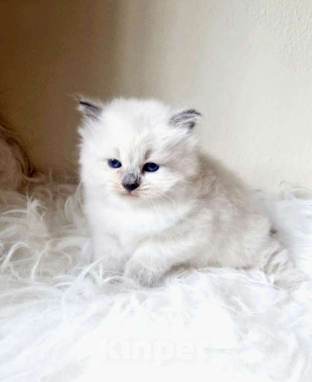 Кошки в Москве: Рэгдолл кошечка Девочка, 80 000 руб. - фото 4