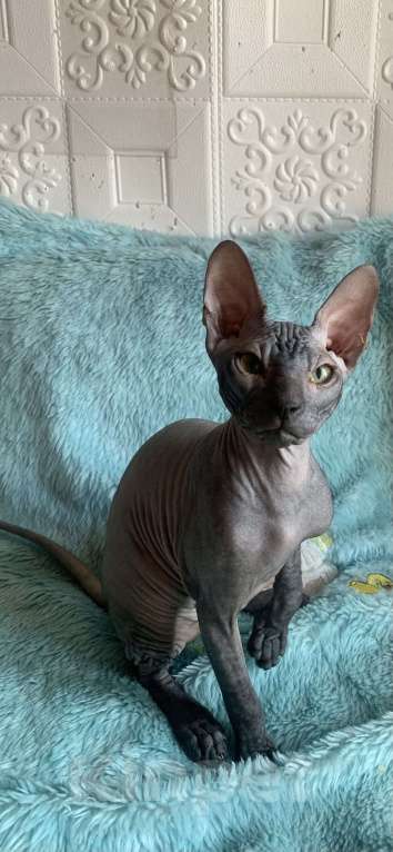 Кошки в Москве: Предлагаю котика Донского сфинкса  Мальчик, 45 000 руб. - фото 9