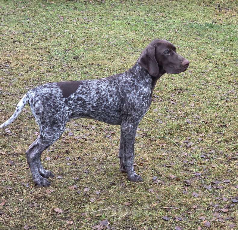 Собаки в Москве: Щенок немецкого курцхаара из питомника &amp;amp;amp;quot;Степь Широкая&amp;amp;amp;quot;в Москве Мальчик, 80 000 руб. - фото 5