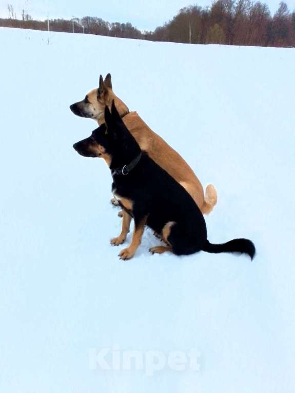 Собаки в Москве: Восточноевропейская овчарка щенок суки Девочка, 10 000 руб. - фото 10