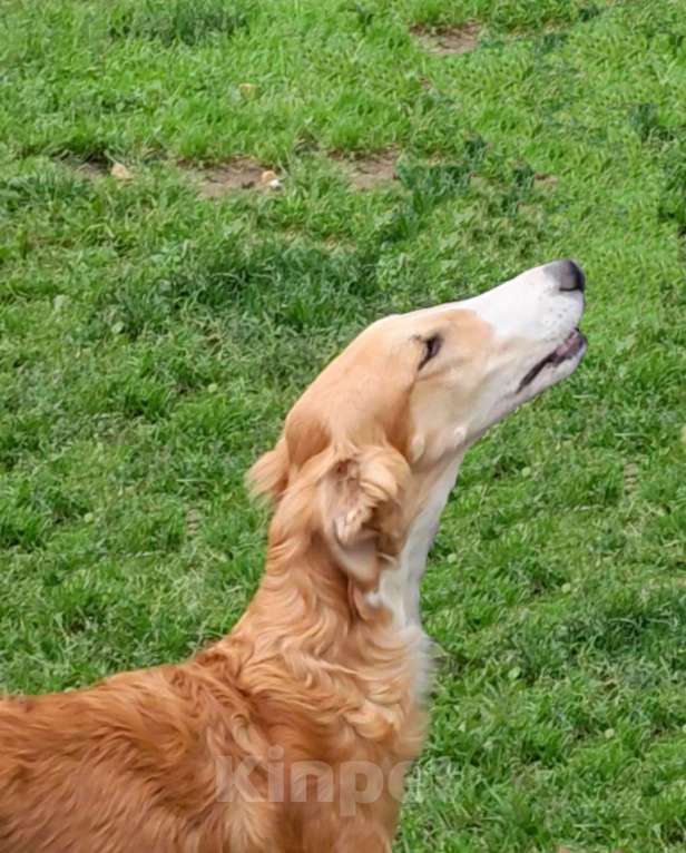 Собаки в Лобне: Щенки Русской Псовой Борзой Мальчик, Бесплатно - фото 5