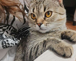 Кошки в Оренбурге: Пропал кот Лёлик  Мальчик, Бесплатно - фото 2