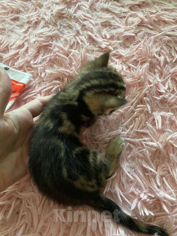 Кошки в Санкт-Петербурге: Бенгальские котята Мальчик, 7 000 руб. - фото 3