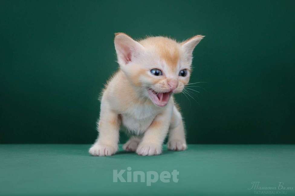 Кошки в Москве: Бурманские котята редких окрасов Мальчик, 120 000 руб. - фото 3