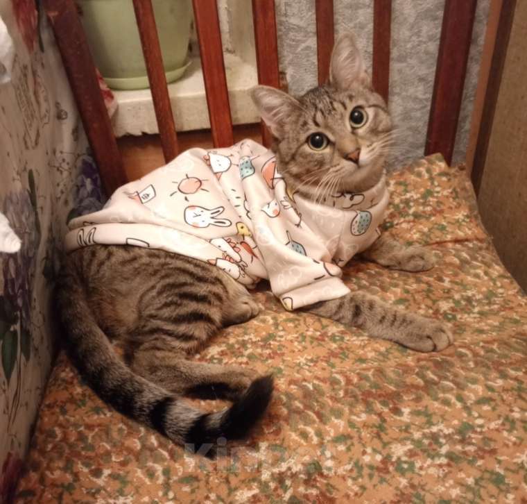 Кошки в Москве: Кот 8 месяцев Мальчик, Бесплатно - фото 4