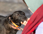 Собаки в Солнечногорске: Маленькая собачка в дар Девочка, Бесплатно - фото 7