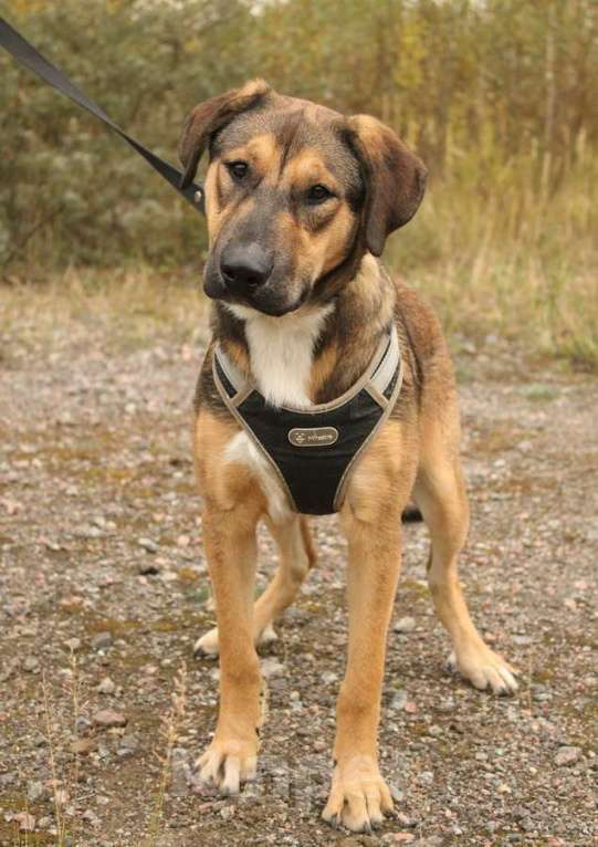 Собаки в Санкт-Петербурге: Рыжий весёлый красавчик Мальчик, Бесплатно - фото 4