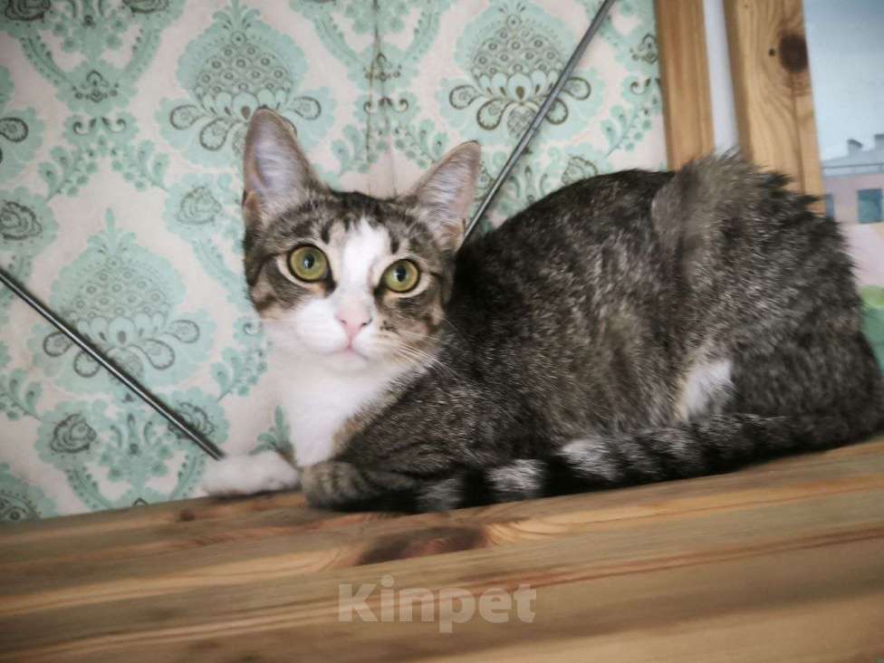 Кошки в Москве: Миниатюрная Саманта 8 месяцев очень хочет домой.  Девочка, Бесплатно - фото 5