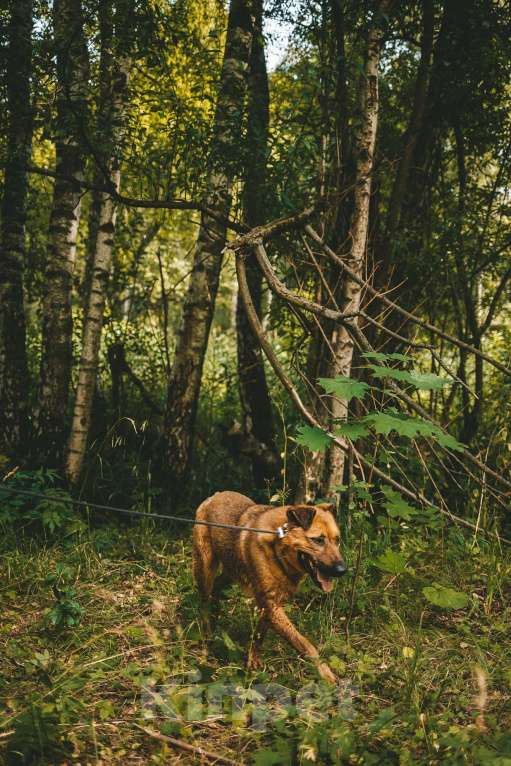 Собаки в Москве: Руфо Мальчик, Бесплатно - фото 7