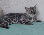 Кошки в Москве: Бенгальский кот Мальчик, Бесплатно - фото 3