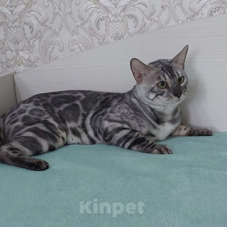 Кошки в Москве: Бенгальский кот Мальчик, Бесплатно - фото 3