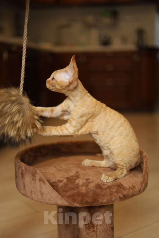 Кошки в Москве: Котята девон-рекс Мальчик, 60 000 руб. - фото 2