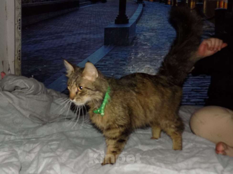 Кошки в Москве: Мейн кун, кот Мальчик, 15 000 руб. - фото 5