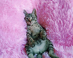 Кошки в Санкт-Петербурге: Мимимишный малютка, серый  котенок 2 мес Мальчик, 200 руб. - фото 9
