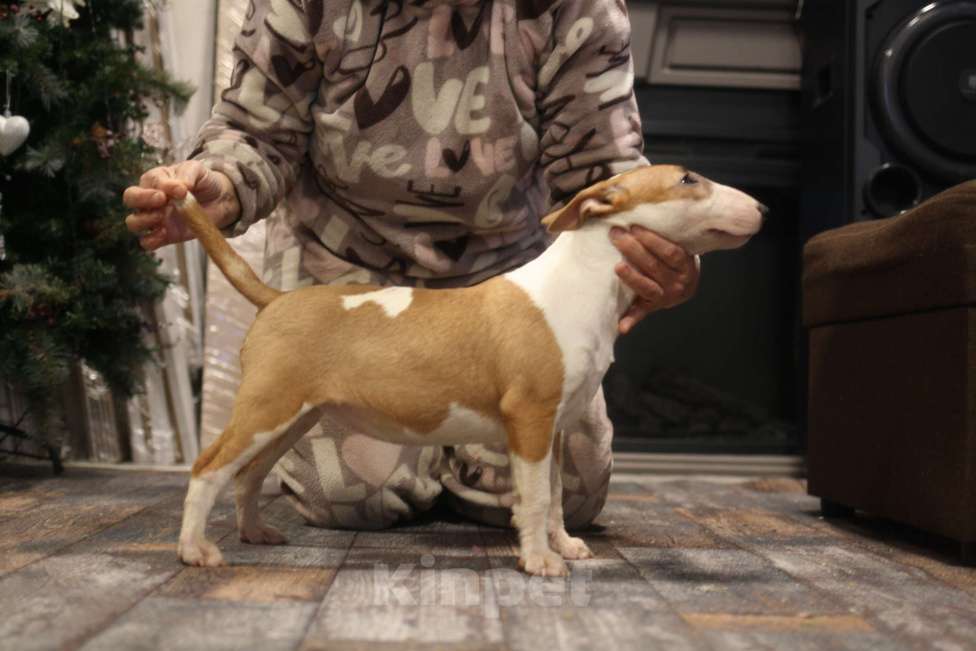 Собаки в Всеволожске: ММ ОРТИДЖА КОРОЛЕВА ОСЕНИ Девочка, 80 000 руб. - фото 5