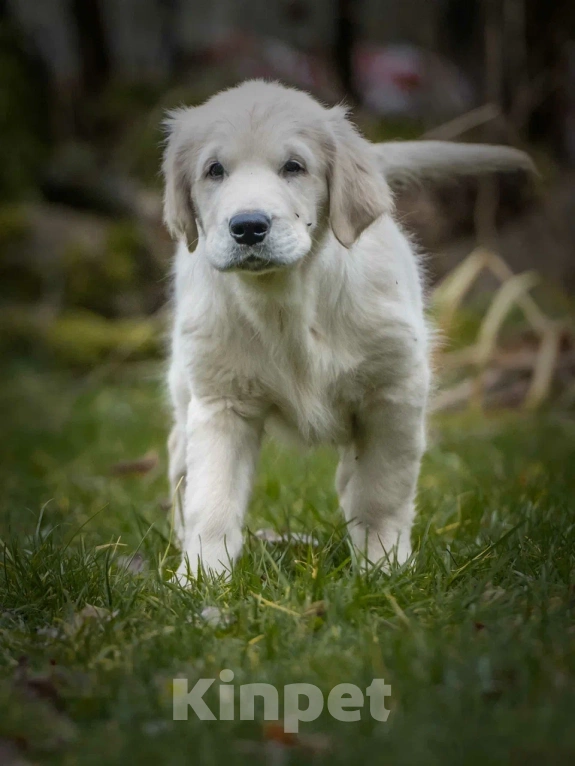 Собаки в Москве: Щенки Золотистого ретривера Мальчик, 120 000 руб. - фото 4