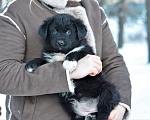 Собаки в Ореховом-Зуево: 2 мес щенки 2 мальчика и девочка ищут дом! Мальчик, 10 руб. - фото 3