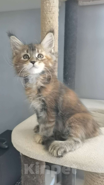 Кошки в Иркутске: Злата Девочка, 30 000 руб. - фото 4