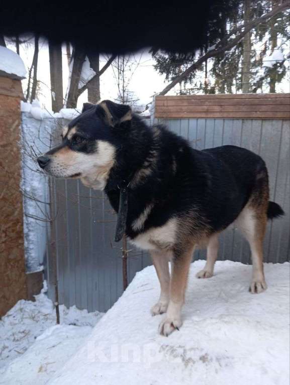 Собаки в Москве: Собака в добрые руки Мальчик, Бесплатно - фото 2