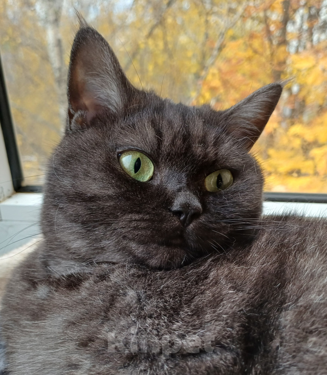 Кошки в Москве: Кошка Джаз ищет семью Девочка, Бесплатно - фото 3