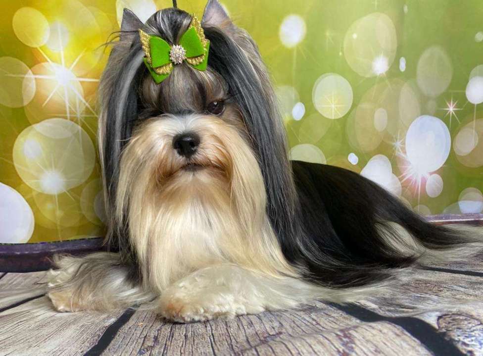 Собаки в Челябинске: Бивер для вязки Мальчик, Бесплатно - фото 1